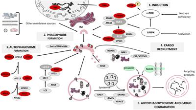 On the Role of Basal Autophagy in Adult Neural Stem Cells and Neurogenesis